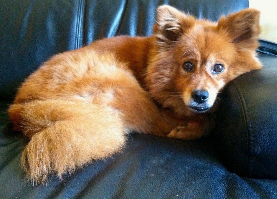 Терьер Лисичка