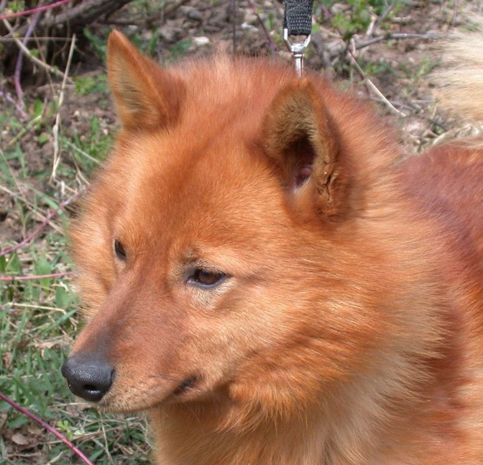 Карело-финская лайка щенки