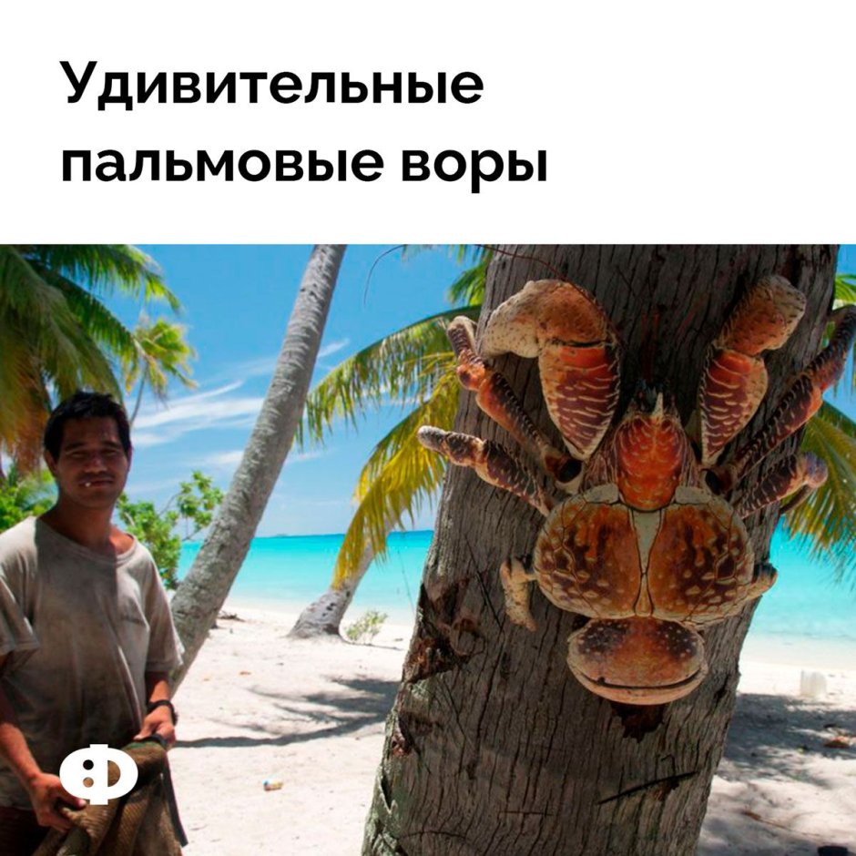 Пальмовый вор Австралия