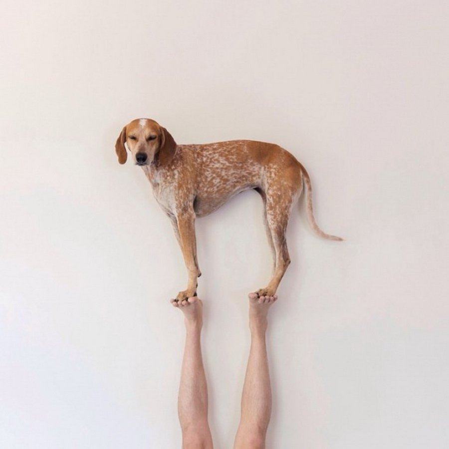 Порода собаки у Сысоевой