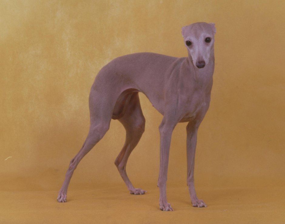 Труссарди Левретка