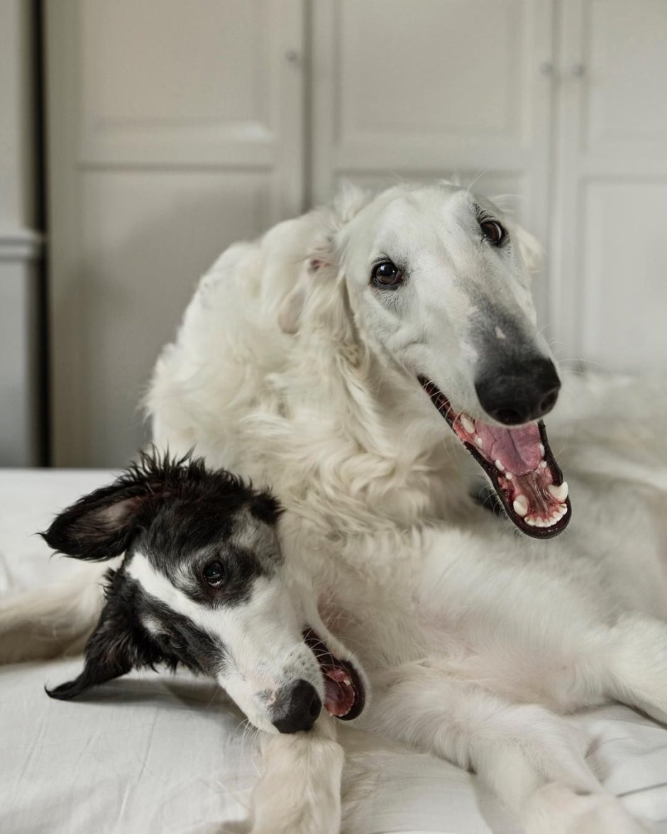 Борзая собака статус