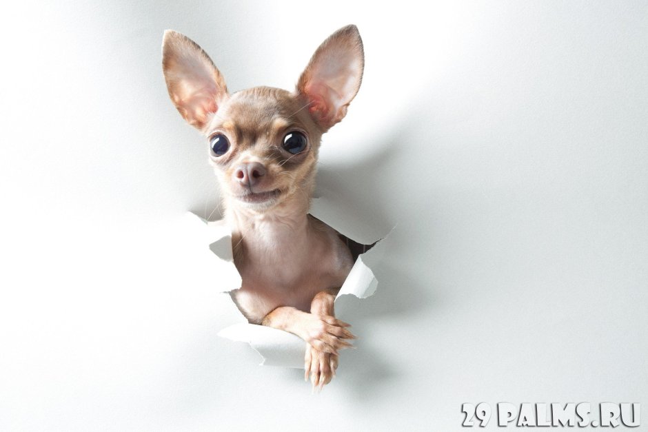 Собачка чихуахуа большими ушами