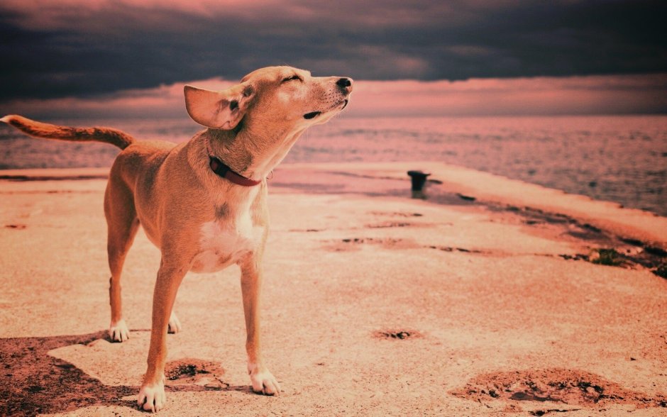 Собака на ветру