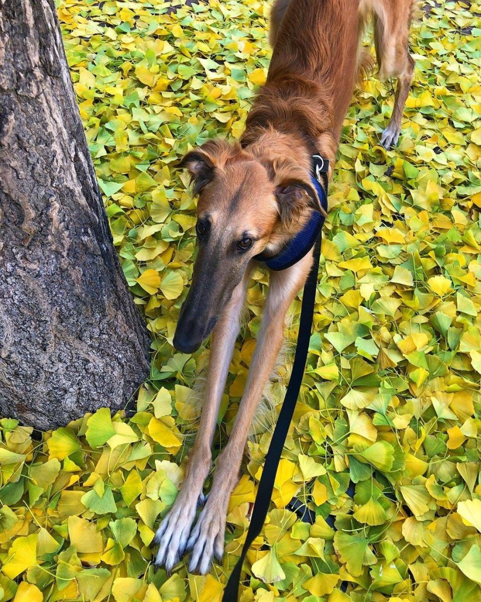 Собака с длинным носом