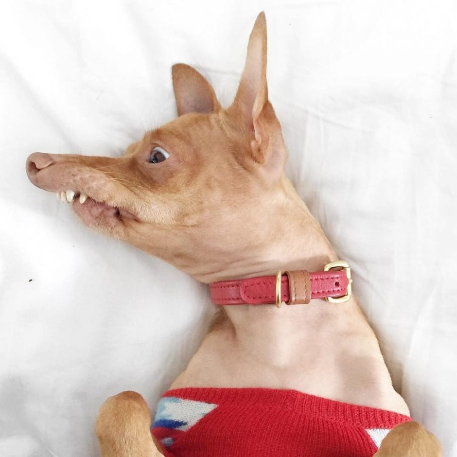 Чивини Туна