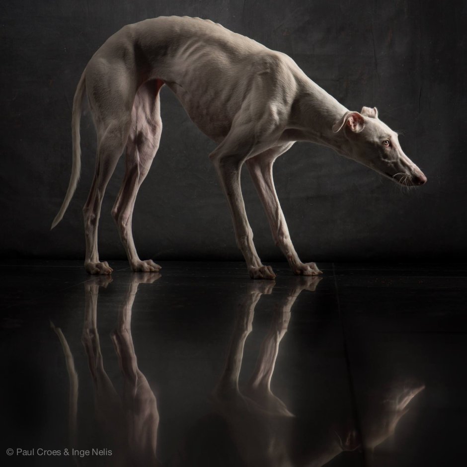 Борзая Грейхаунд хаунд арт