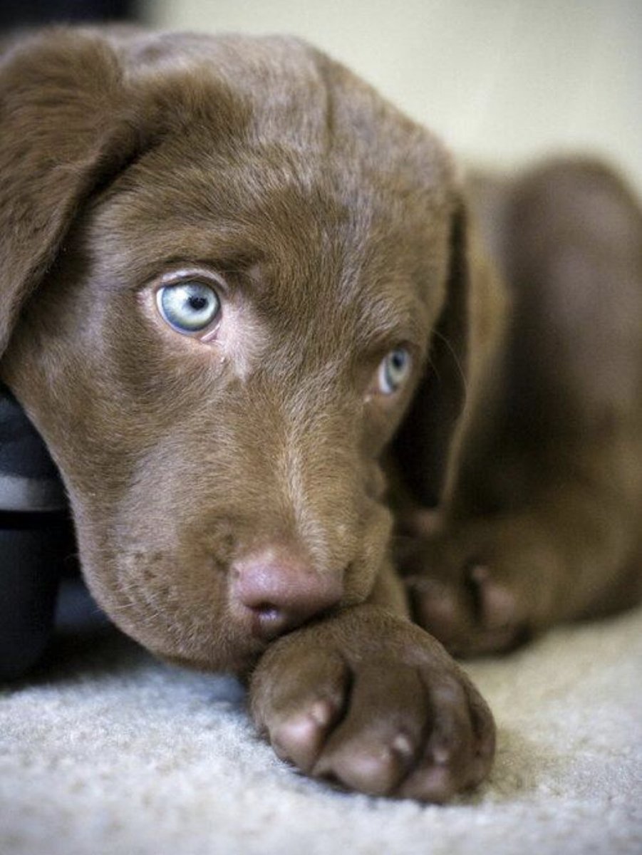 Чесапик ретривер шоколадный