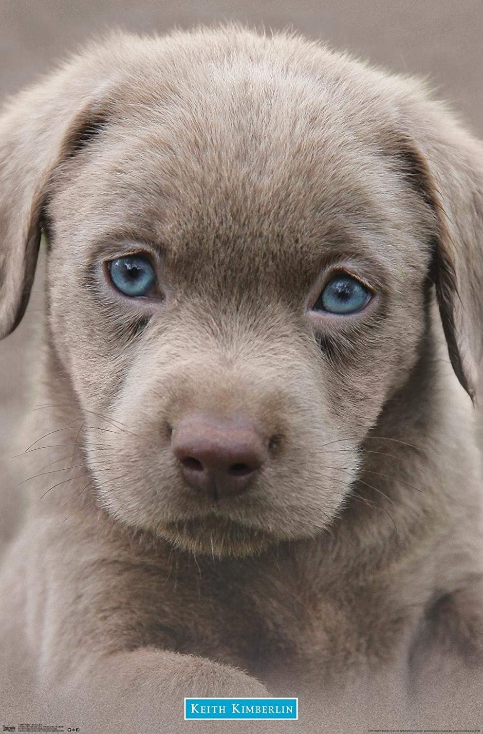 Голубоглазый щенок лабрадора