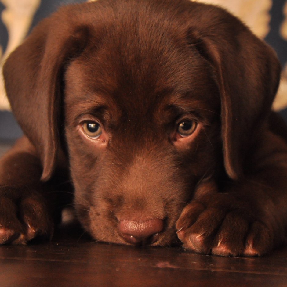 Лабрадор щенок коричневый с голубыми глазами
