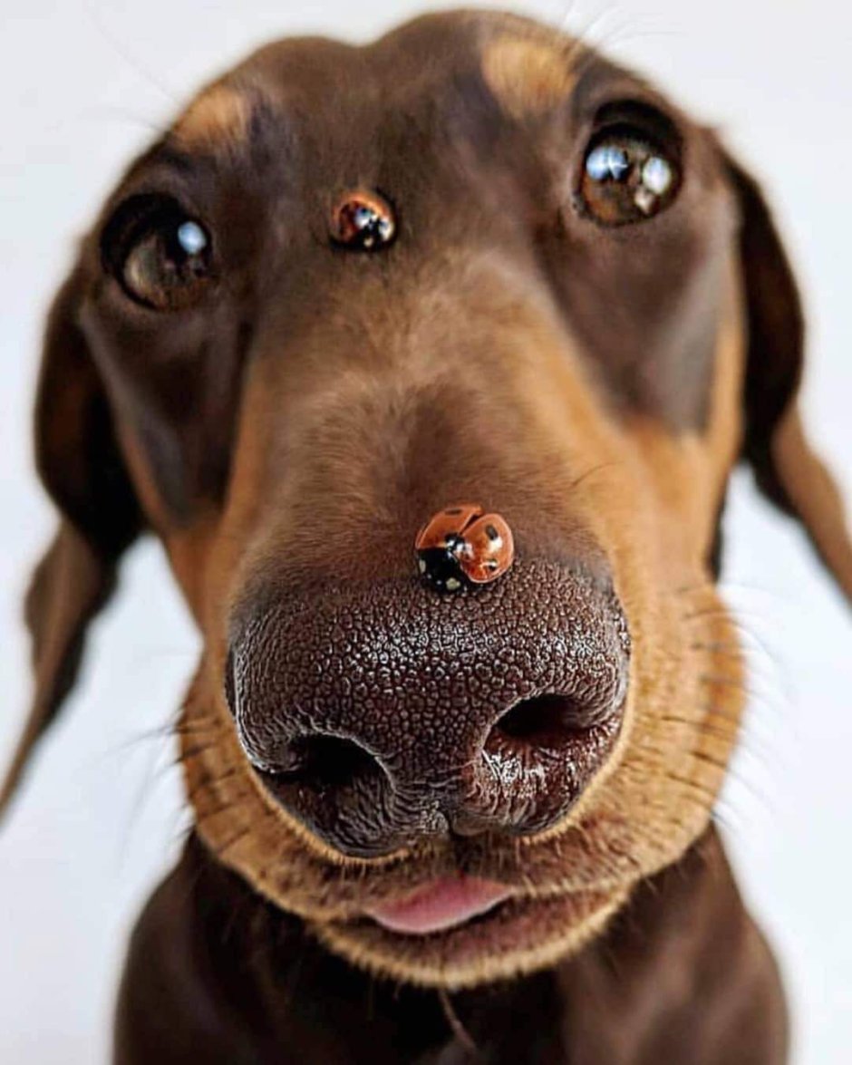 Такса морда