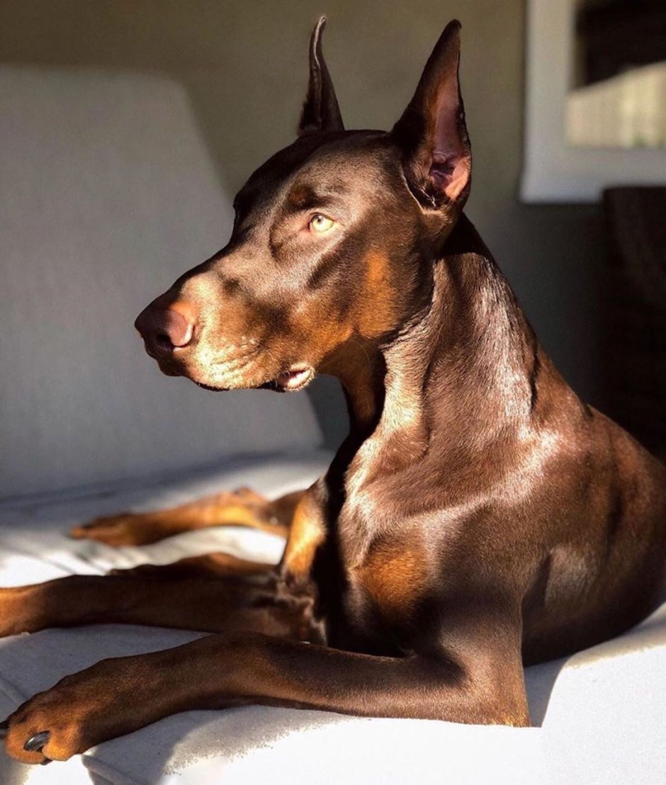 Королевский Доберман