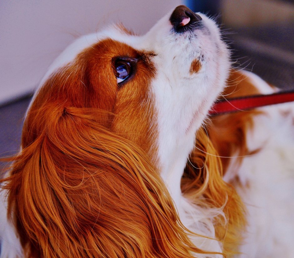 Белокоричневая собакаъ