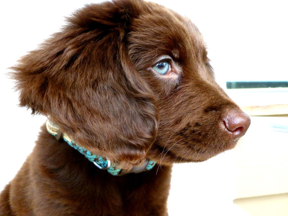 Лабрадор ретривер шоколадный длинношерстный