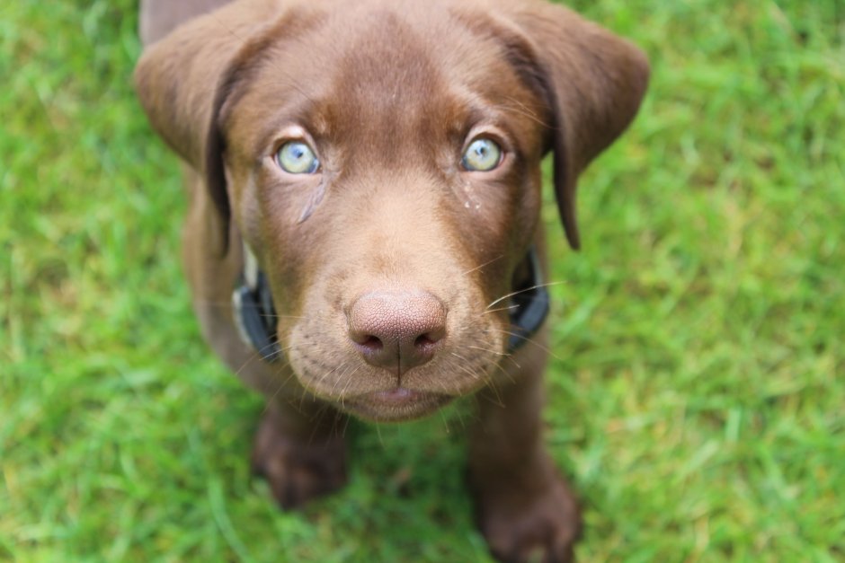 Шоколадный лабрадор с голубыми