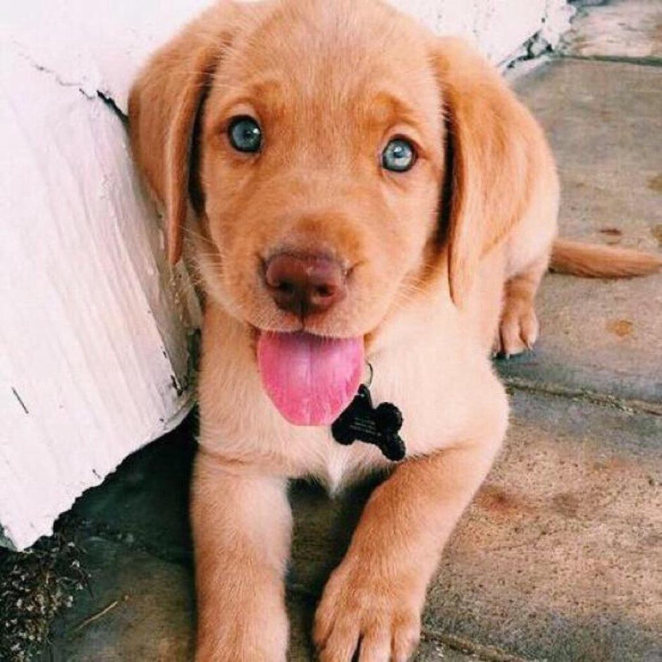 Рыжая собака с голубыми глазами