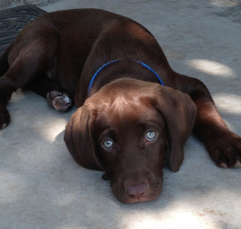Лабрадор шоколадный голубоглазый