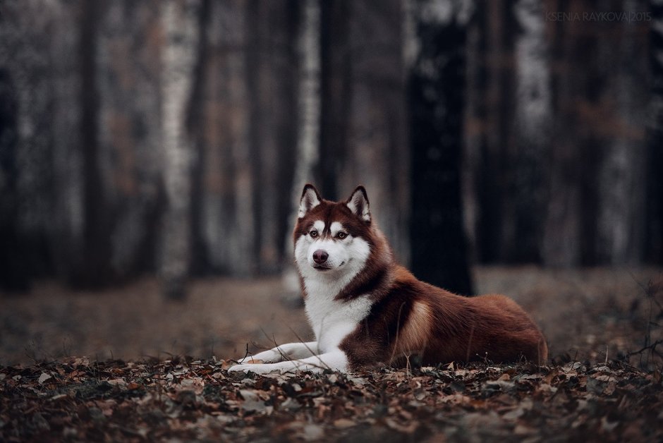 Хаски коричневая