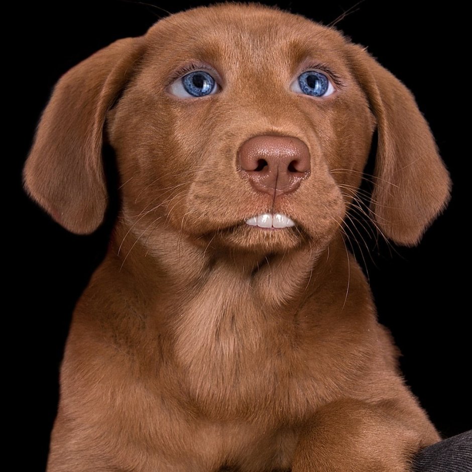 Неон шоколадный лабрадор