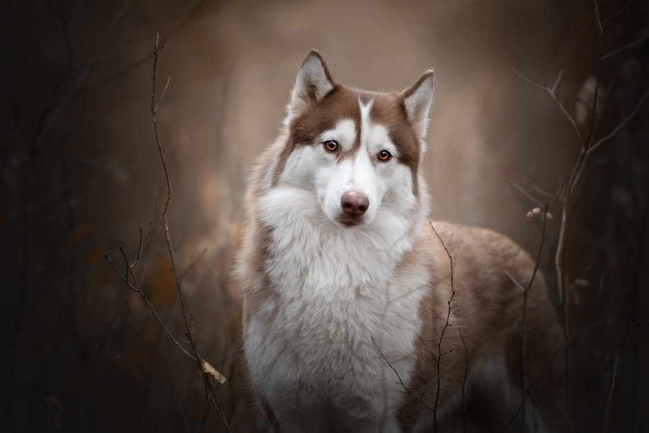 Рыжая хаски Эстетика