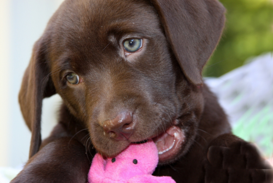 Шоколадный лабрадор