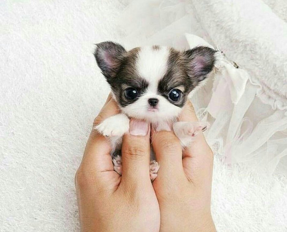 Хаски и чихуахуа