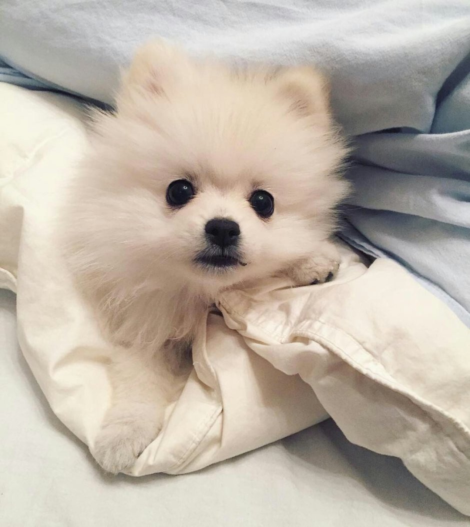 Померанский шпиц белый большой