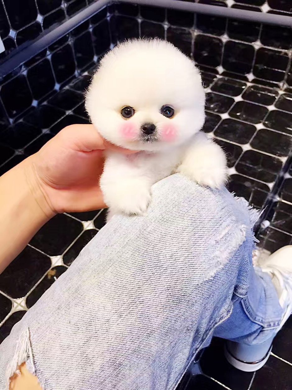 Маленькая плюшевая собачка