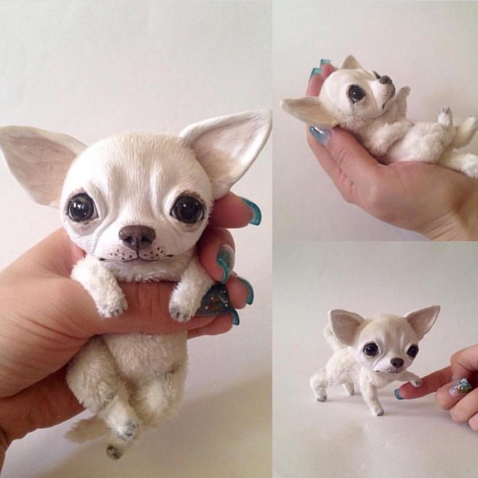 Чихуахуа карманная бесшерстная