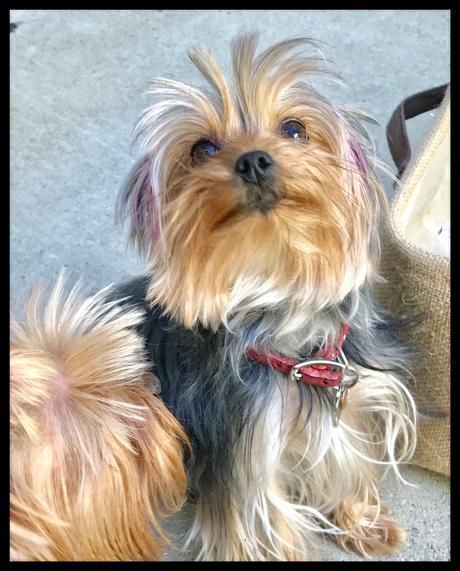 Йоркширский терьер лохматый