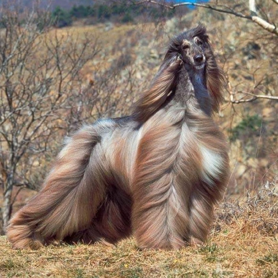 Афганская борзая непричесанная