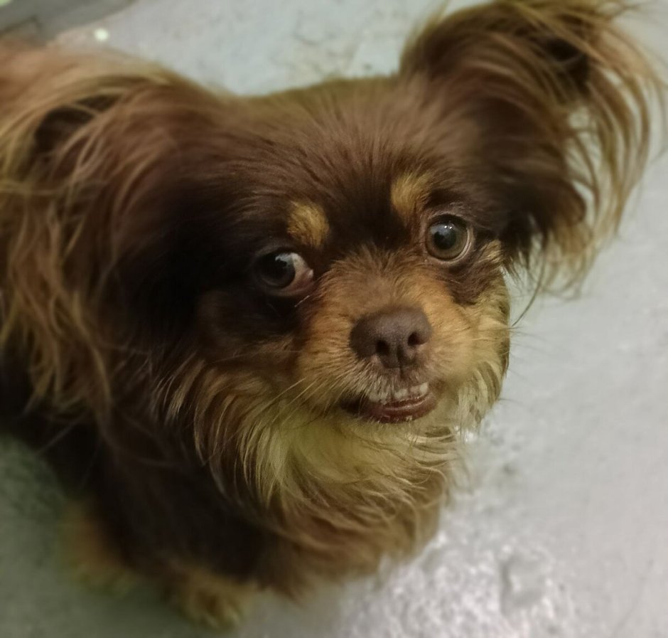 Ши тцу лохматая