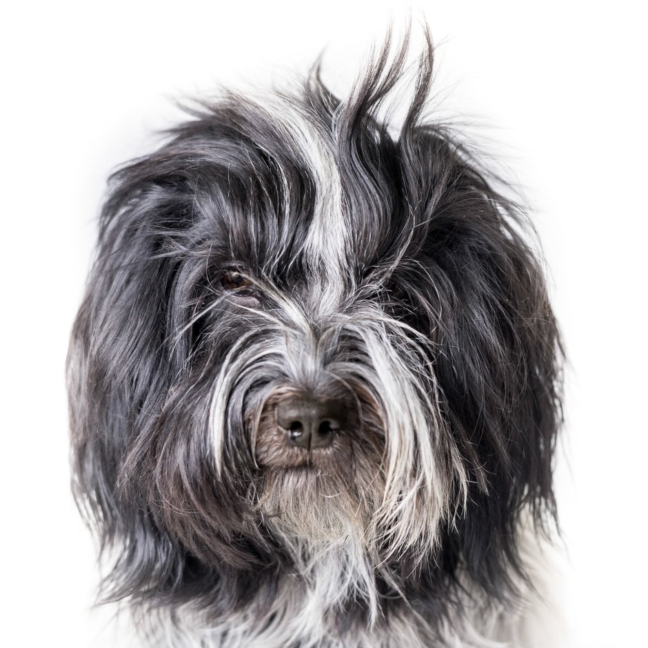 Shaggy-Dog stories