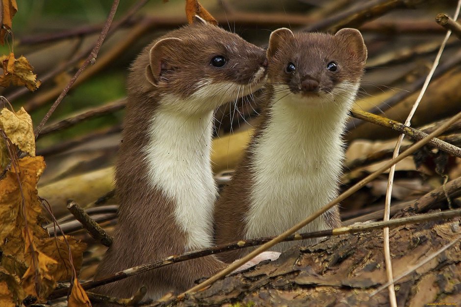 Горностай (Mustela erminea)
