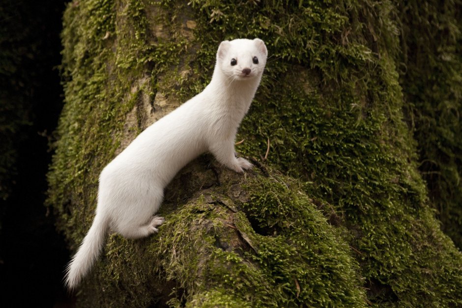 Ласка (Mustela nivalis)