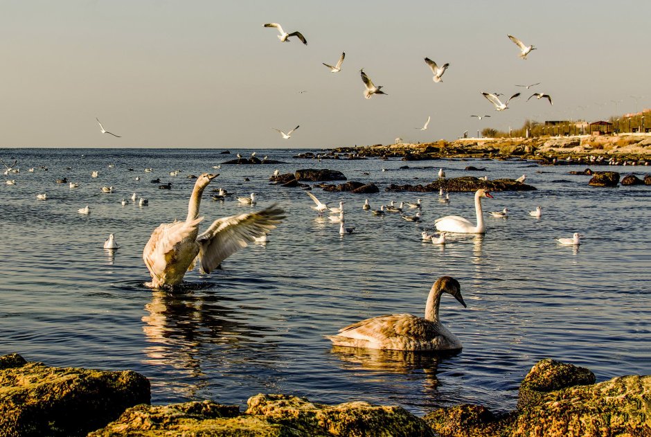 Каспийское море фауна Каспийского моря