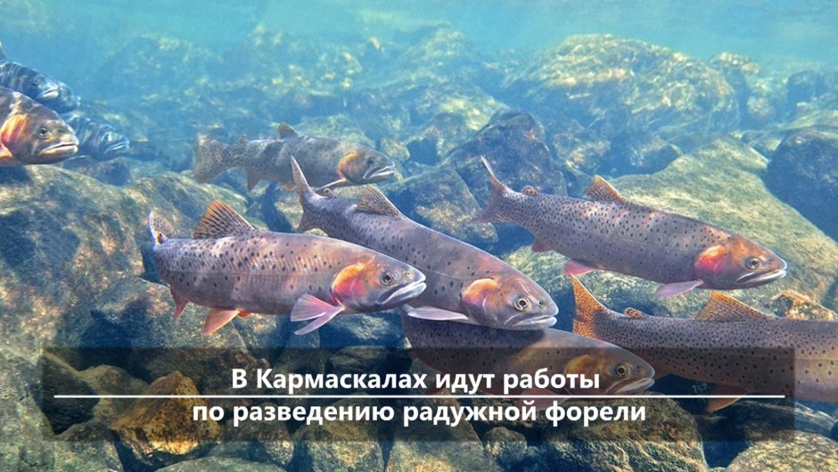 Форель Таймень