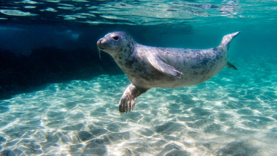 Морской котик плывет под водой