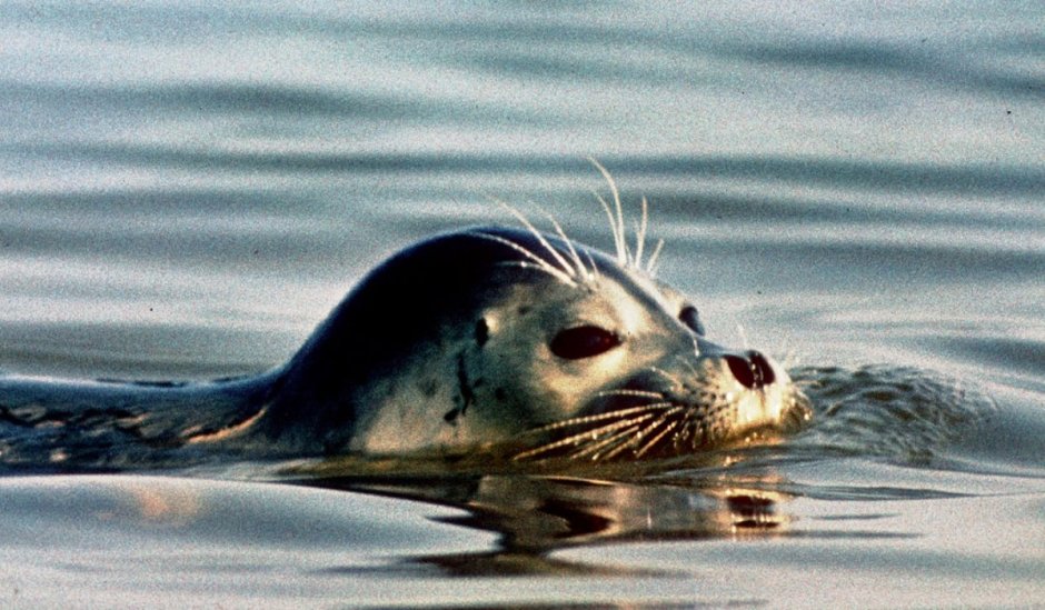 Краснокнижные морские животные России