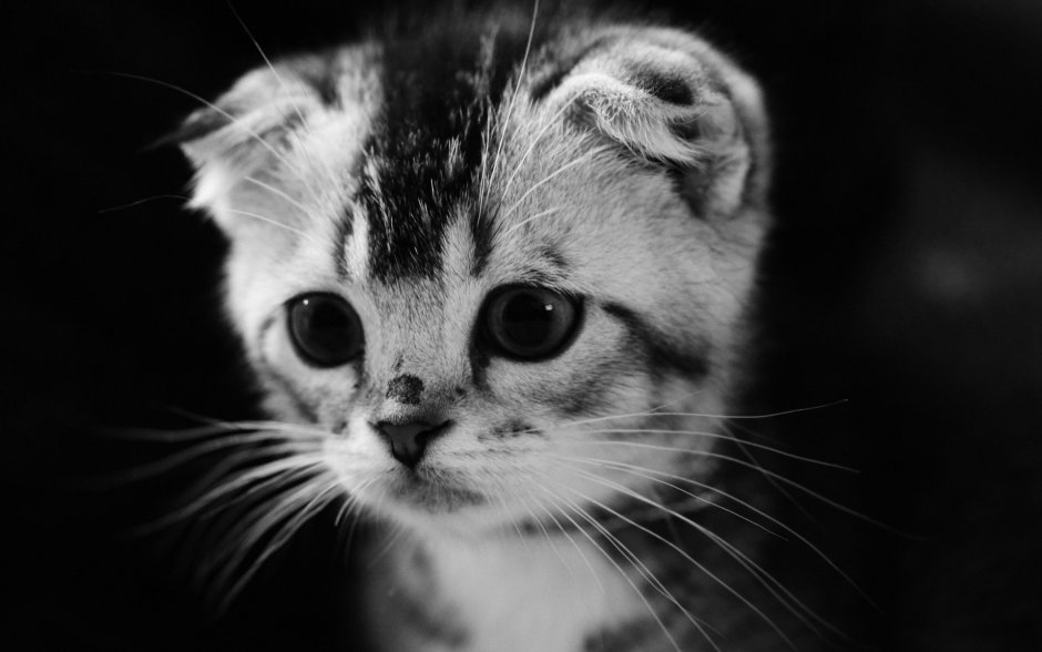 Котик чб