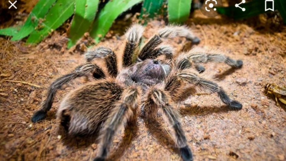 Паук-Бродяга Тарантул