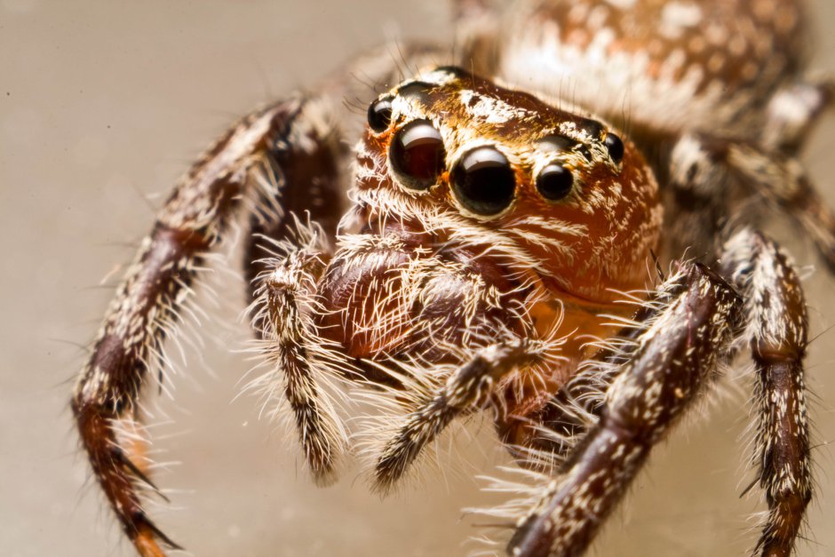 Паукообразные Арахниды