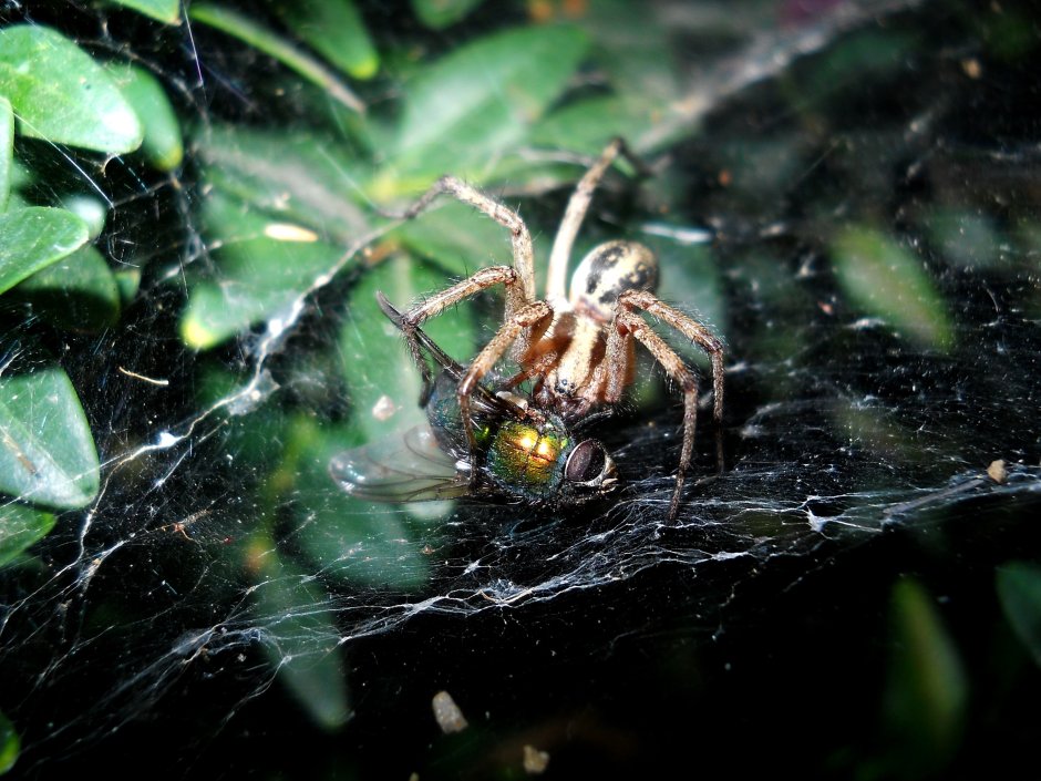 Паук крестовик садовый