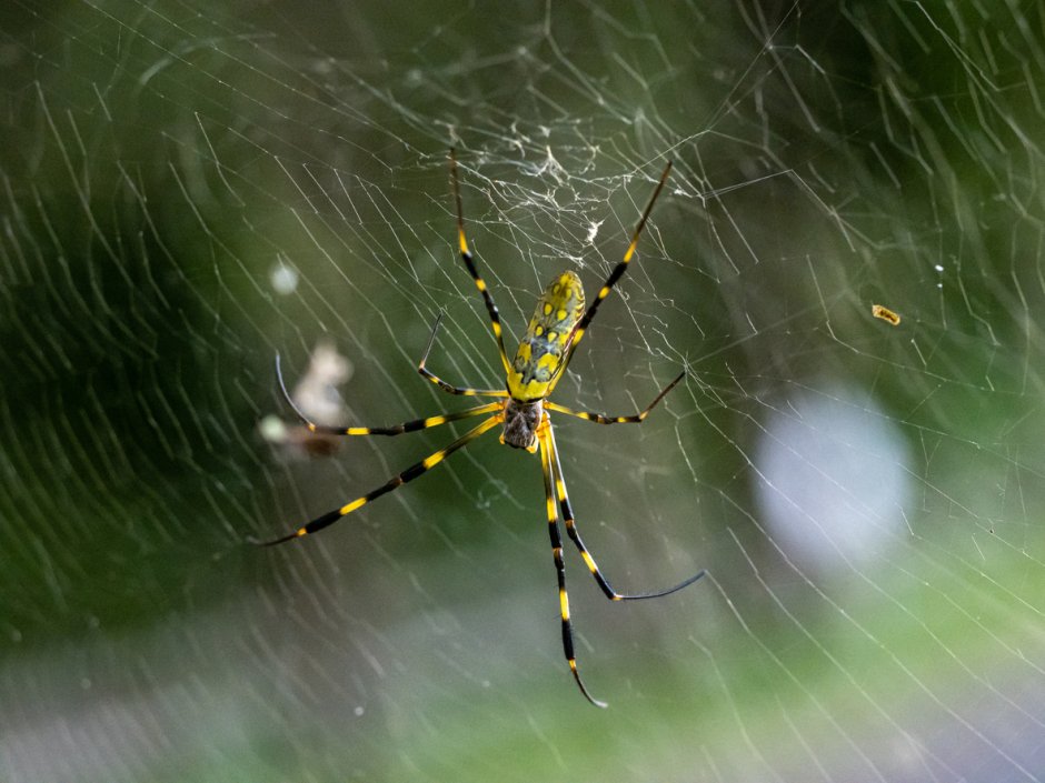 Летающие пауки в России фото и названия