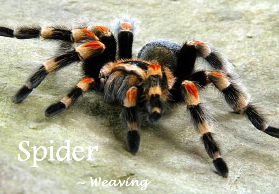 Паук птицеед красный