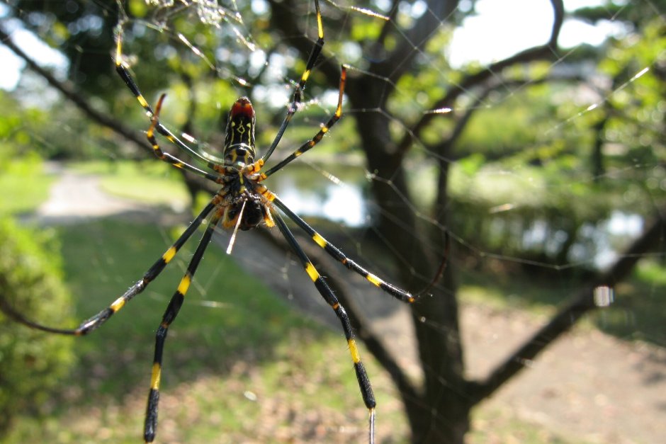 Nephila clavata