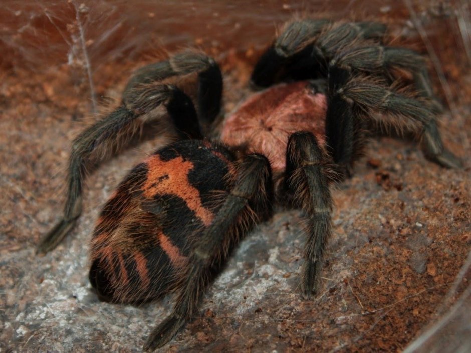 Паук Cyclosternum fasciatum