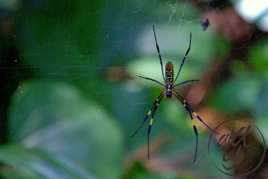 Корейские паучки