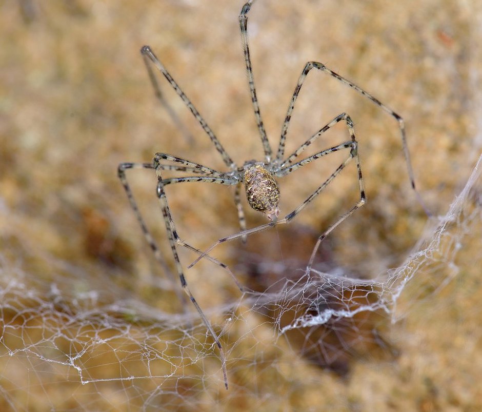 Абажу́ровые пауки́