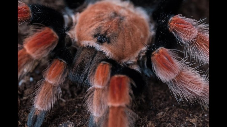 Филипинус паук птицеед